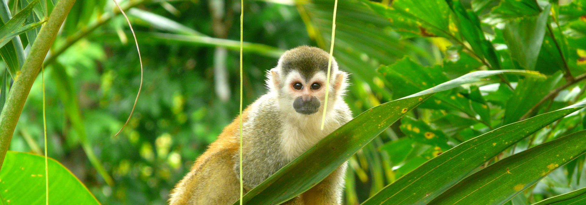 costa rica - manuel antonio national park_abe_02