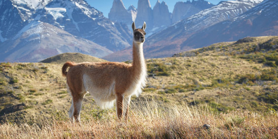 Puerto Natales Guanaco 280431626