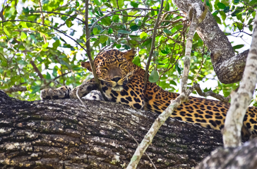 sri lanka - yala national park_leopard_01