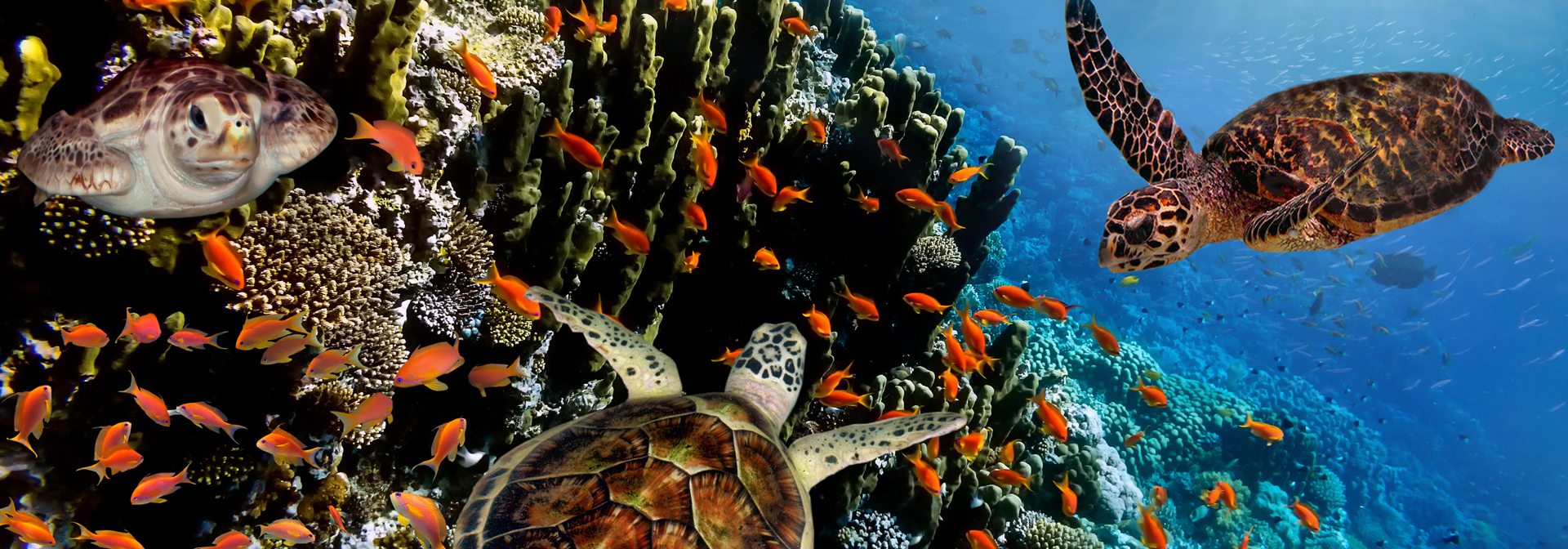 galapagos_dykning_snorkel_skildpade_02