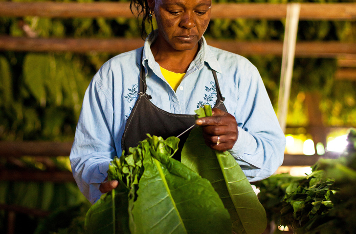 cuba - vinales_tobak_farmer_01_hf