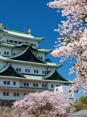 Japan Nagoya Nagoya Castle Sakura Kirsebærtræer