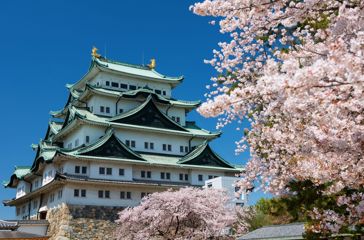Japan Nagoya Nagoya Castle Sakura Kirsebærtræer