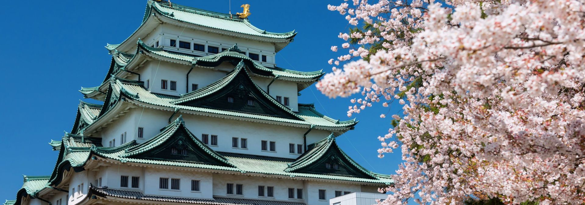 Japan Nagoya Nagoya Castle Sakura Kirsebærtræer
