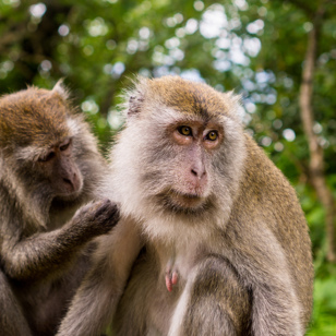 bako national park_02