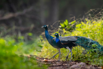 Ranthambore12