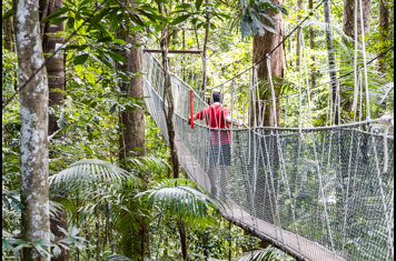 Canopy Walk Taman Negara