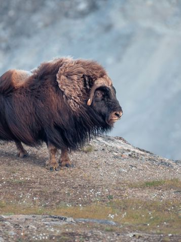 Kangerlussuaq Moskusokse 2580605645