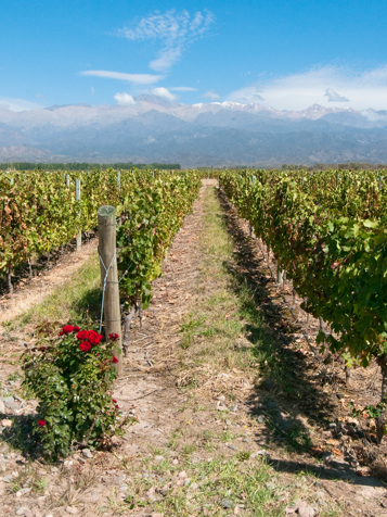 argentina - menoza_vin_03
