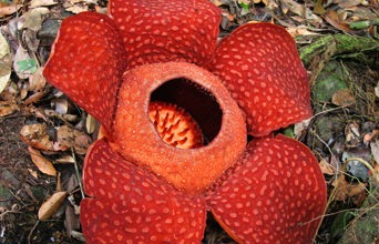 malaysia/borneo - borneo_rafflesia_blomst_02