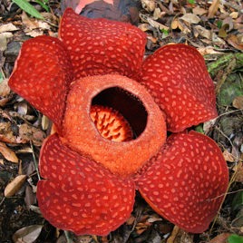 malaysia/borneo - borneo_rafflesia_blomst_02