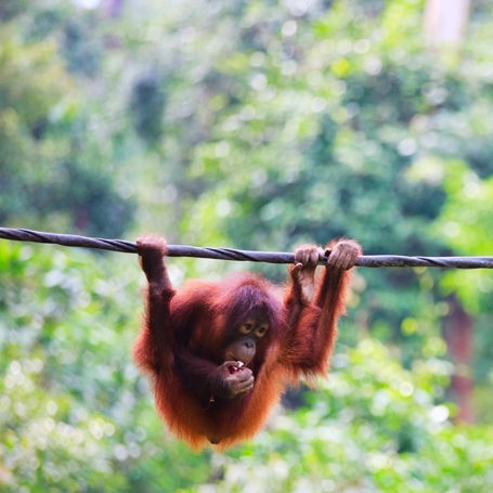 malaysia/borneo - borneo_orangutang_06