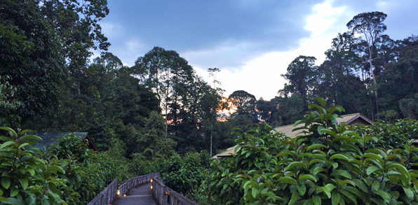 borneo rainforest lodge_udendoers areal_02