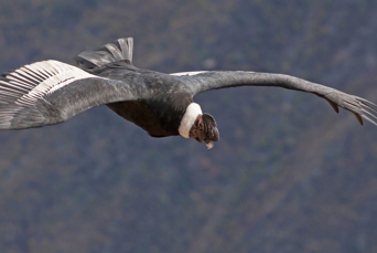 cotopaxi_condor_01