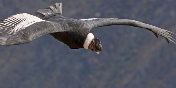 cotopaxi_condor_01