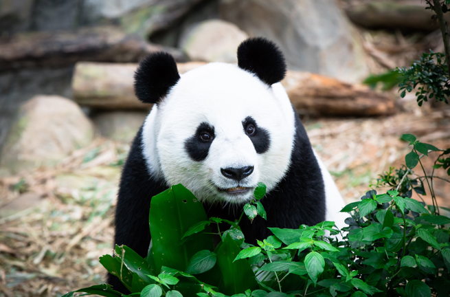 singapore - Singapore_zoo_panda_01