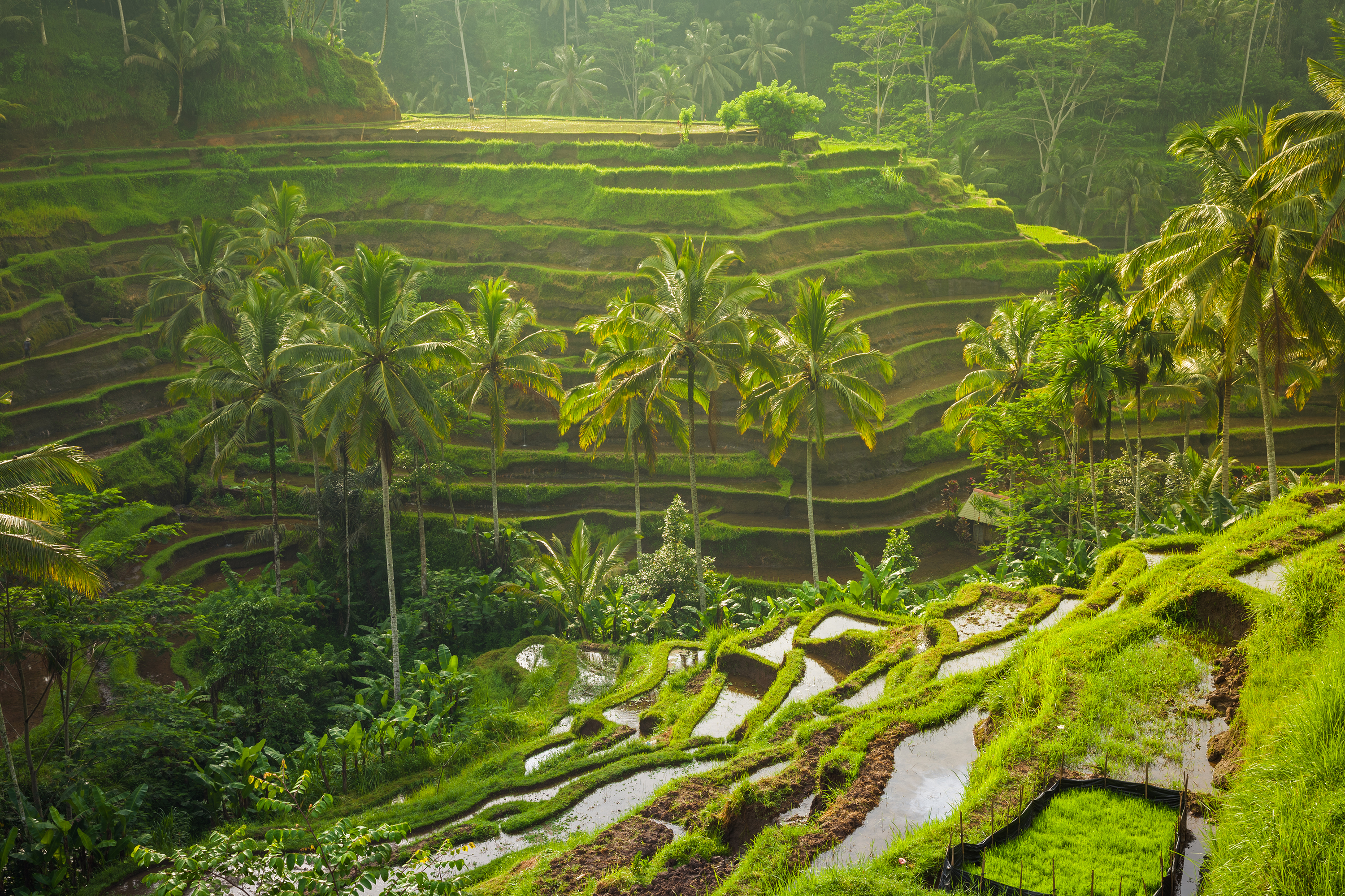 bali - ubud_rismark_39