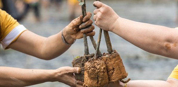 Mangrove Plantning Khanom