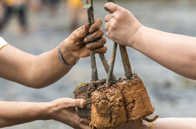 Mangrove Plantning Khanom