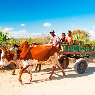 befolkning_oksekaerer_transport_01