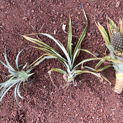 Azorerne_ananas_01