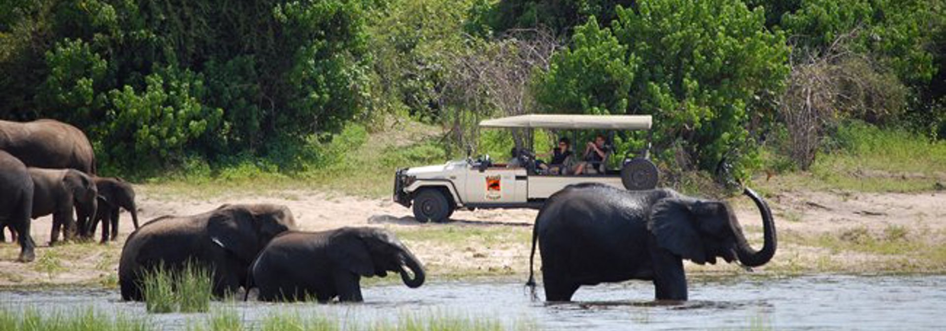 sydafrika - botswana - chobe national park - muchenje safari lodge_safari