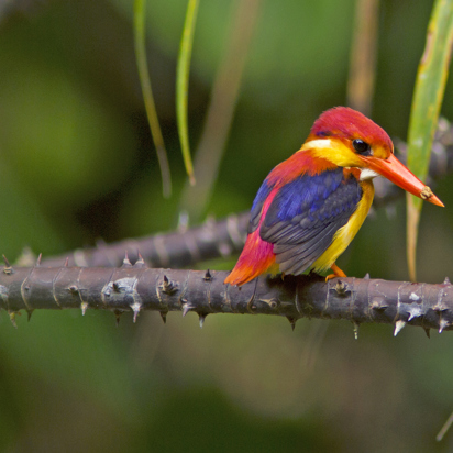 borneo_fugl_orientalsk dværgisfugl_01