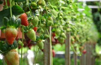 malaysia - cameron highlands_jordbaer_01