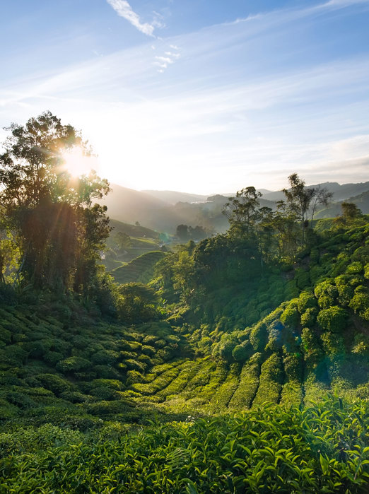 Cameron Highlands Sungai Palas Boh