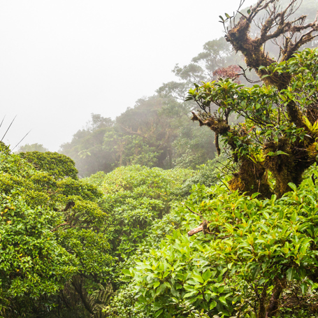 costa rica - monteverde_regnskov_04