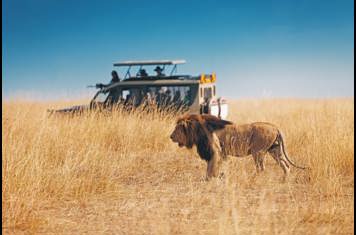 Kenya Masai Mara Safari Loeve 01 Cc