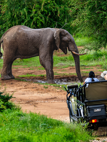 Nyati Safari Lodge 06