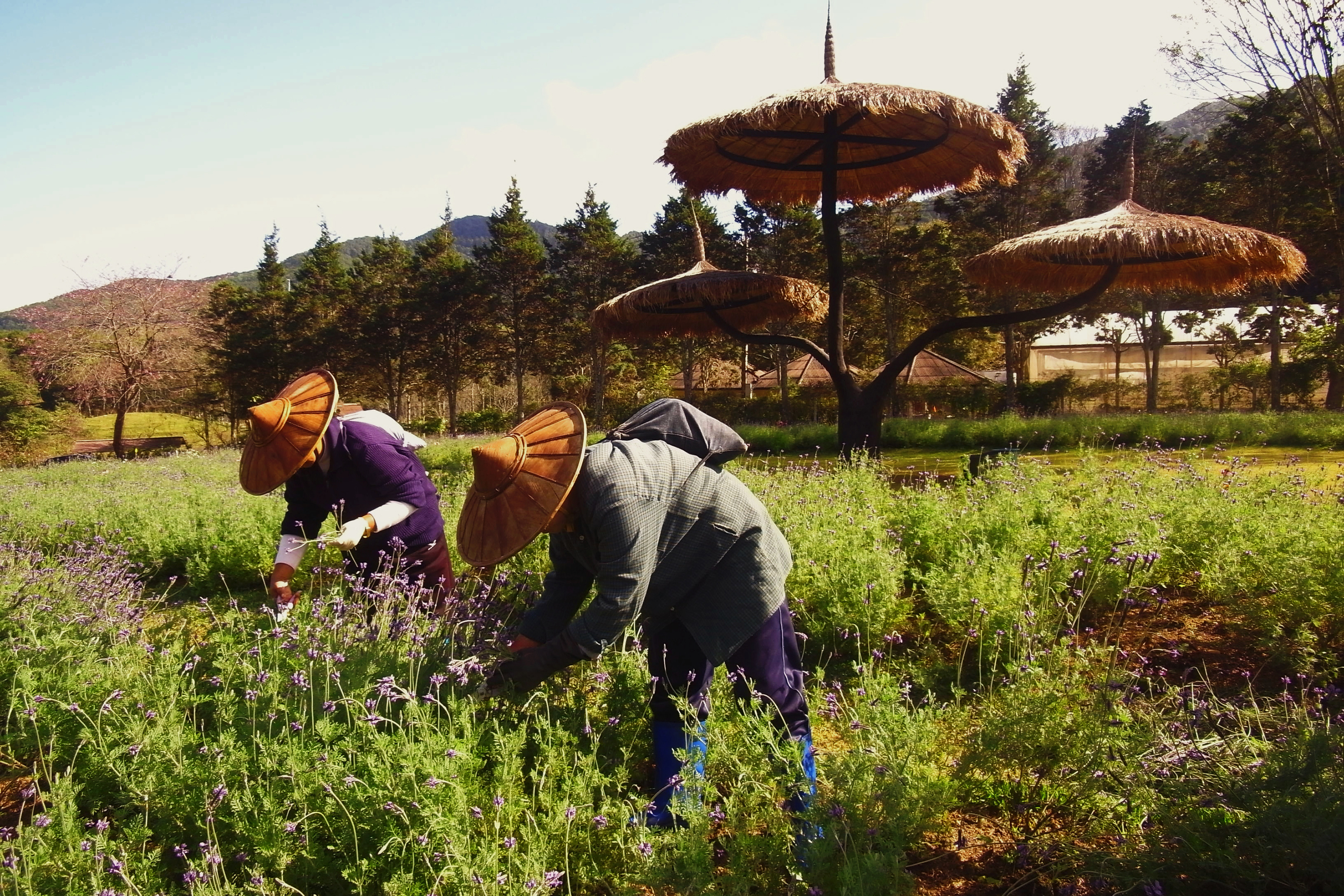 Thaton Lahu Markarbejder 1056933161