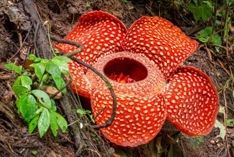 malaysia - belum rainforest_rafflesia_blomst_01
