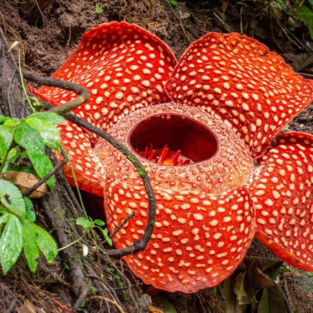 malaysia - belum rainforest_rafflesia_blomst_01