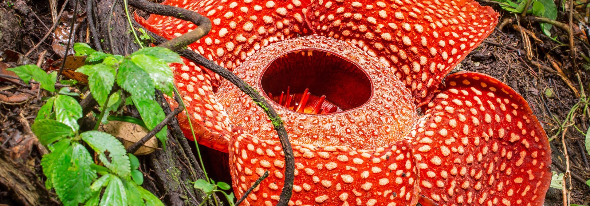 malaysia - belum rainforest_rafflesia_blomst_01