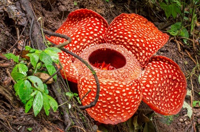 malaysia - belum rainforest_rafflesia_blomst_01