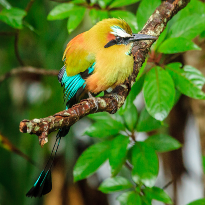 costa rica - rincon de la vieja_turquoise browed motmot_01