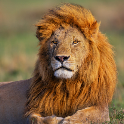 kenya_masai_mara_hanloeve_02