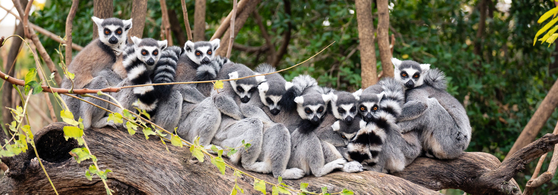 Amber Mountain National Park Ringtailed Lemurs