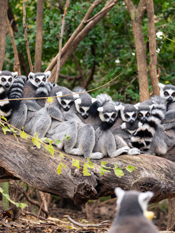 Amber Mountain National Park Ringtailed Lemurs