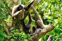malaysia/borneo - borneo_kota kinabalu_gibbon abe_02