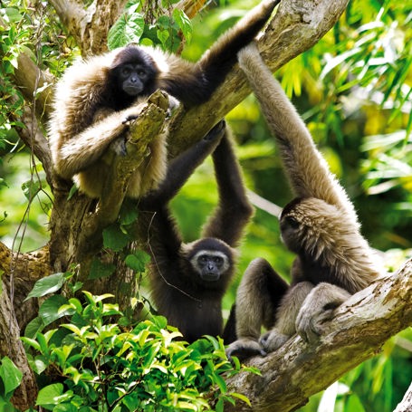 malaysia/borneo - borneo_kota kinabalu_gibbon abe_02