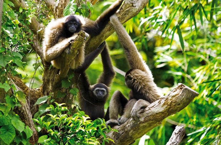 malaysia/borneo - borneo_kota kinabalu_gibbon abe_02