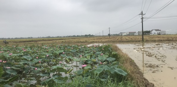 5 Biking Road (Lotus Pond)