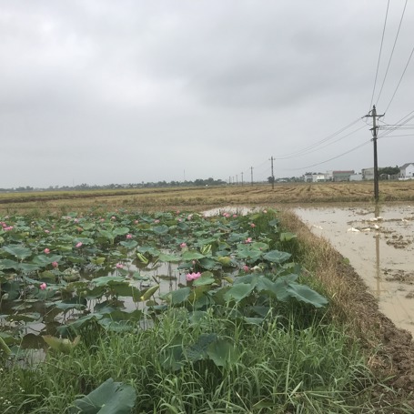 5 Biking Road (Lotus Pond)