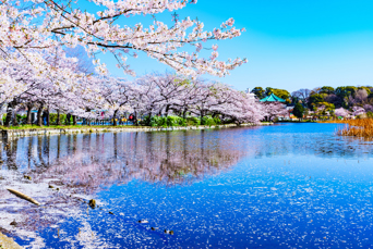 Ueno Park Kirsebærtræer