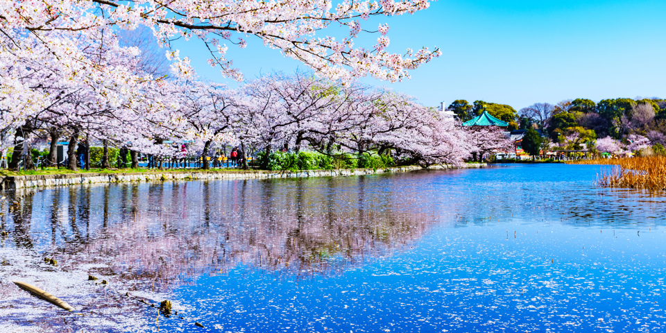 Ueno Park Kirsebærtræer