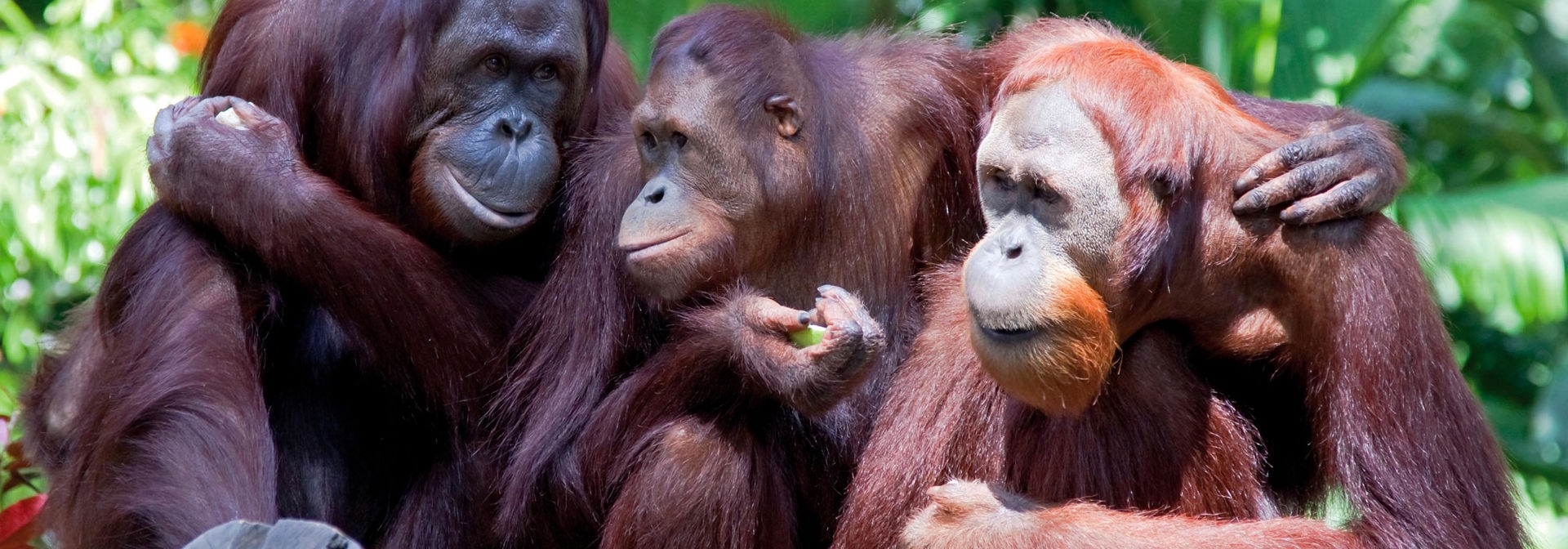 malaysia/borneo - borneo_orangutang_04