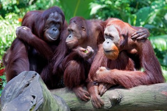 malaysia/borneo - borneo_orangutang_04